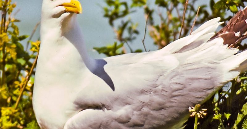 alaska-species-birds-herring-