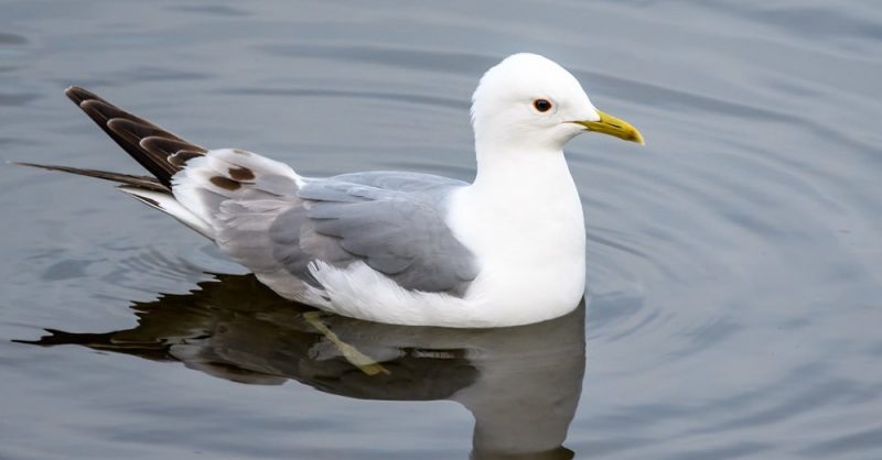 birds-from-google-Mew-Gull- -