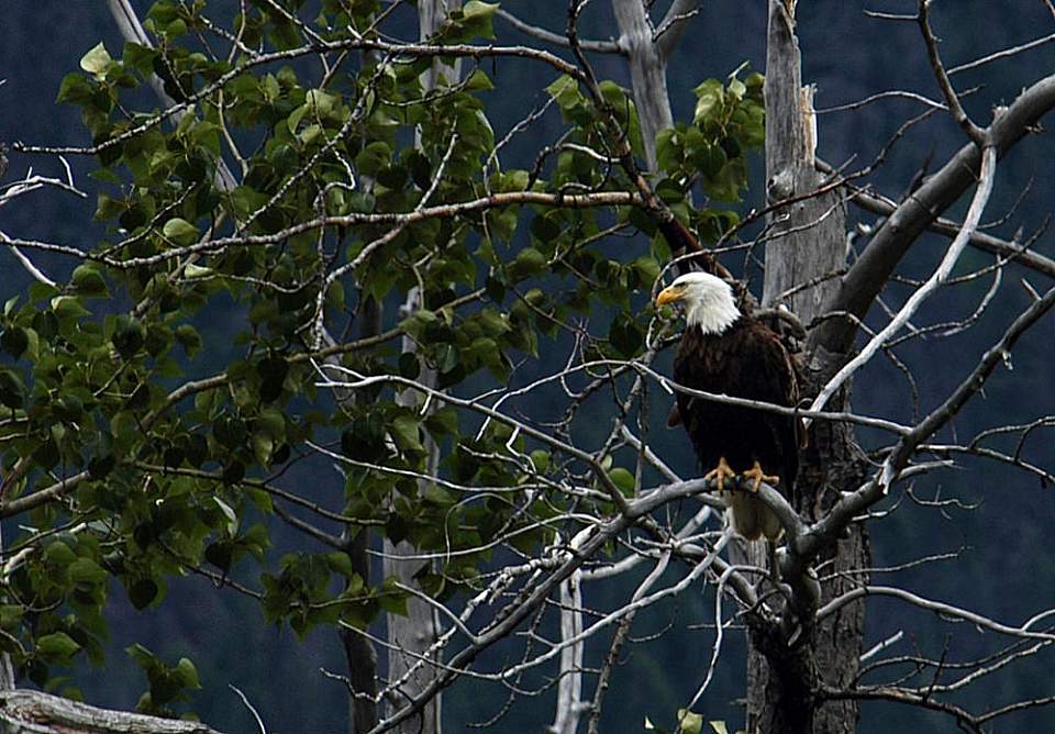 Alaska species birds Bald Eagle In Tree