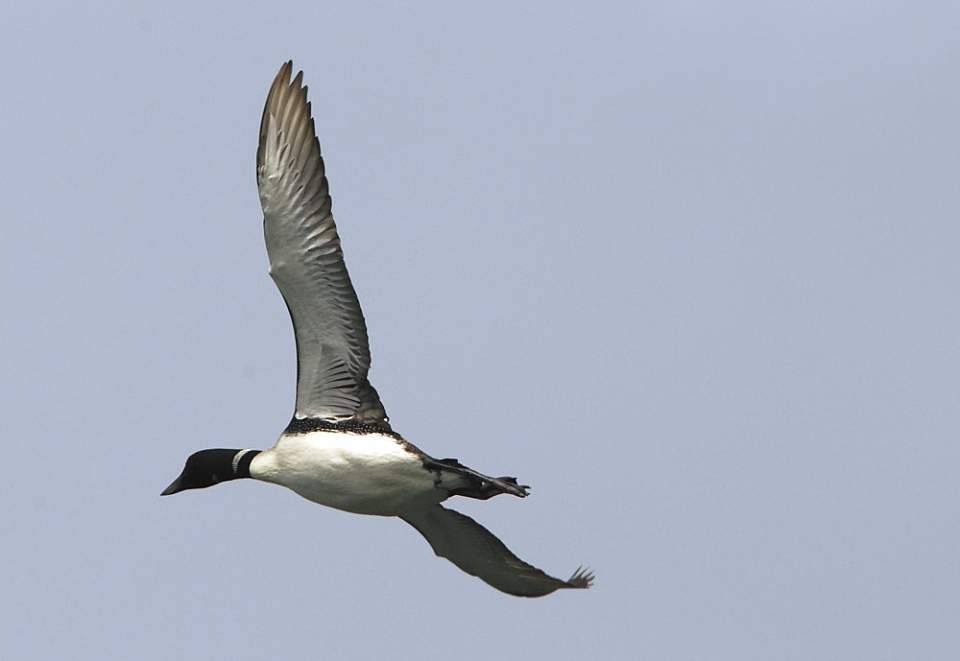 common loon flying