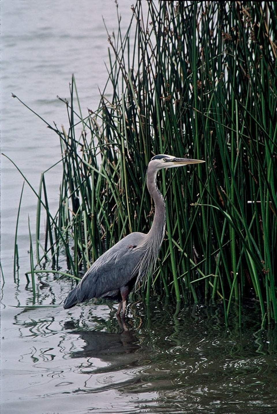 Alaska species birds FWS Lee Karney greatblueheron