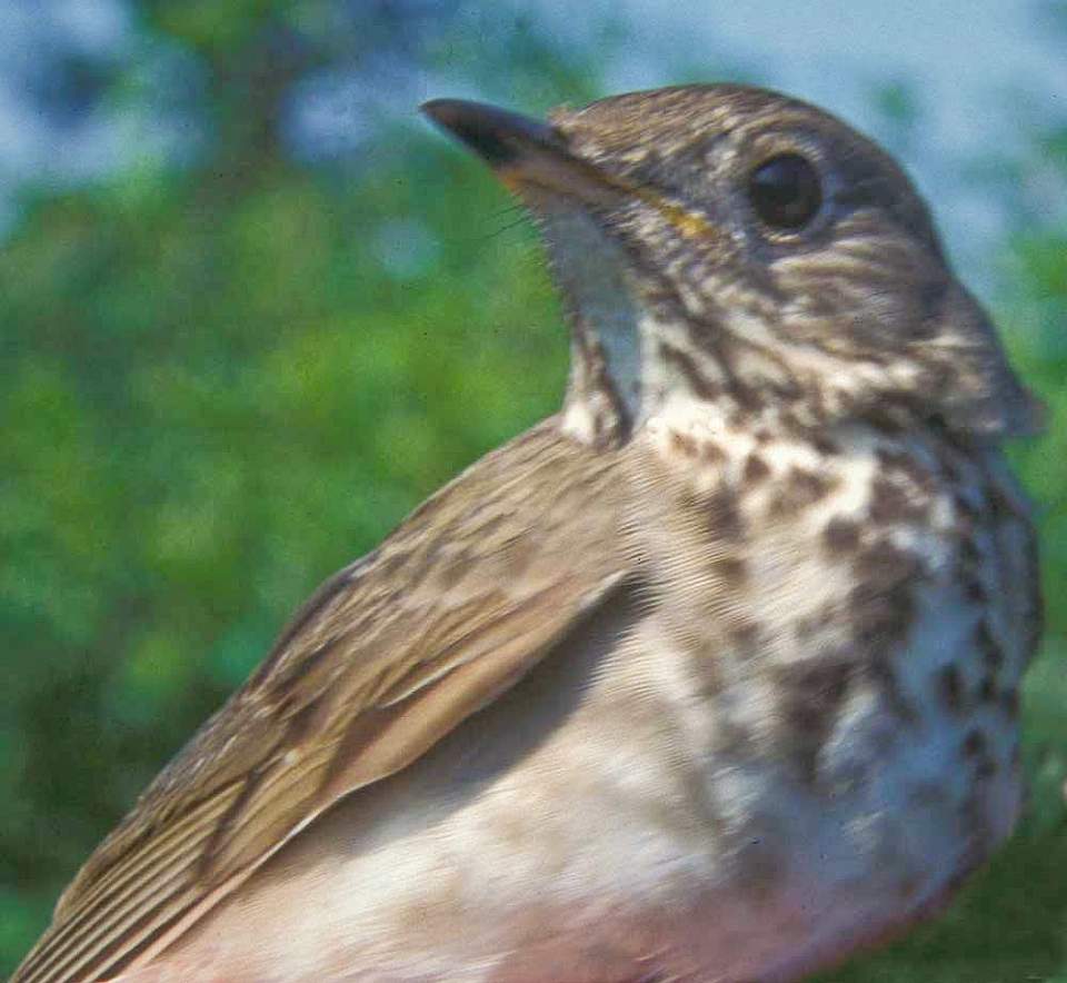 Alaska species birds Gray cheeked thrush C Handel med