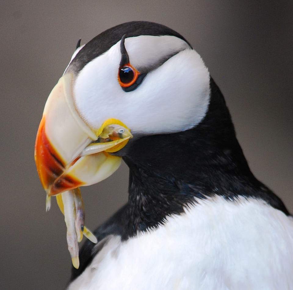 An Atlantic puffin carrying freshly caught sand eels