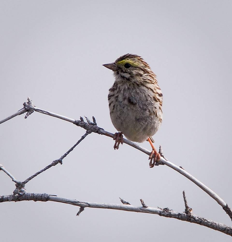 Alaska species birds Savannah Sparrow 2505