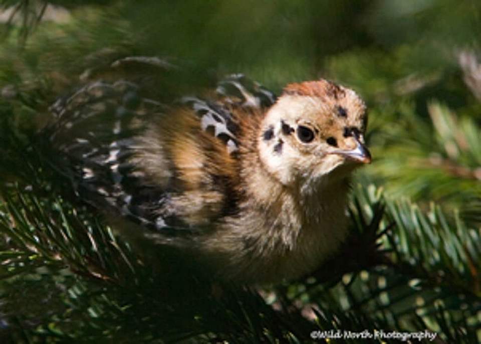 Alaska species birds Spruce Grouse Chick