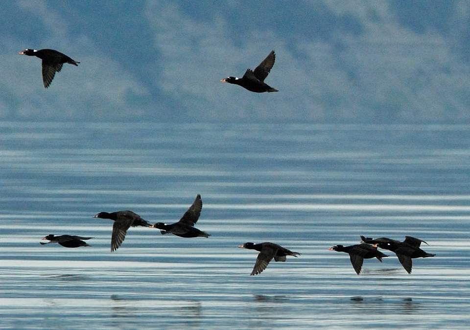 Alaska species birds Surf Scoters fly 4 2274