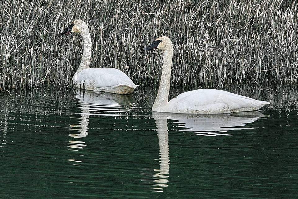 Alaska species birds Trumpeter Swans resized