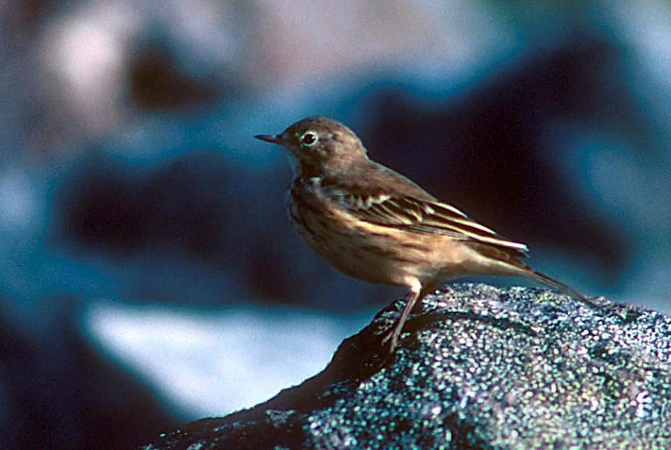 Alaska species birds american pipit