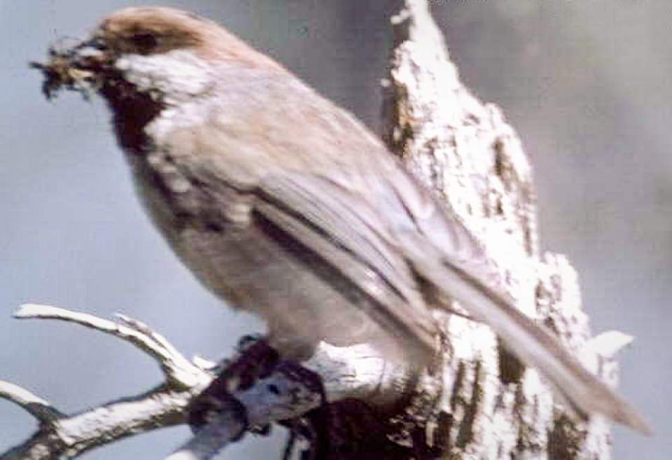 Alaska species birds boreal chickadee