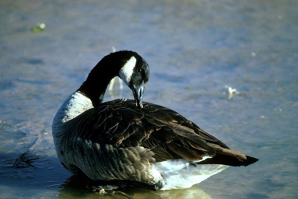 Alaska species birds canada goose