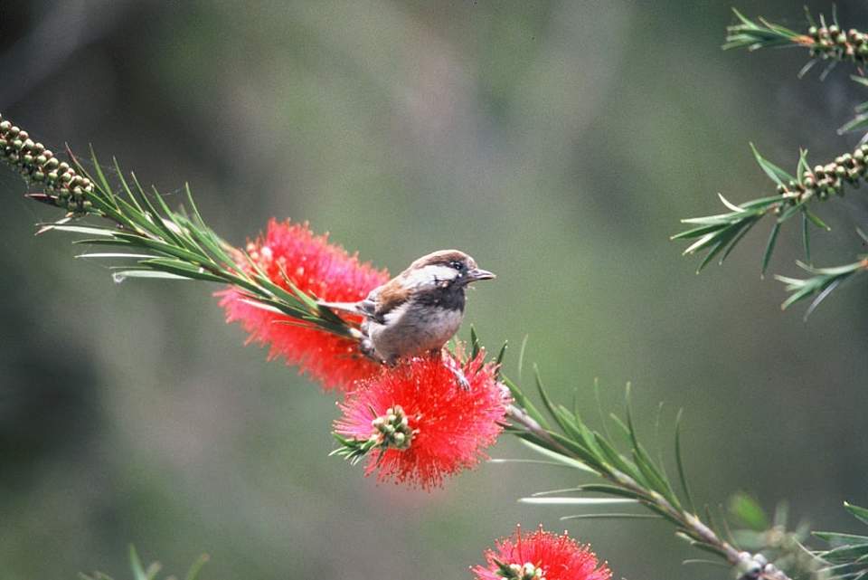 Alaska species birds chestnut backed chickadee