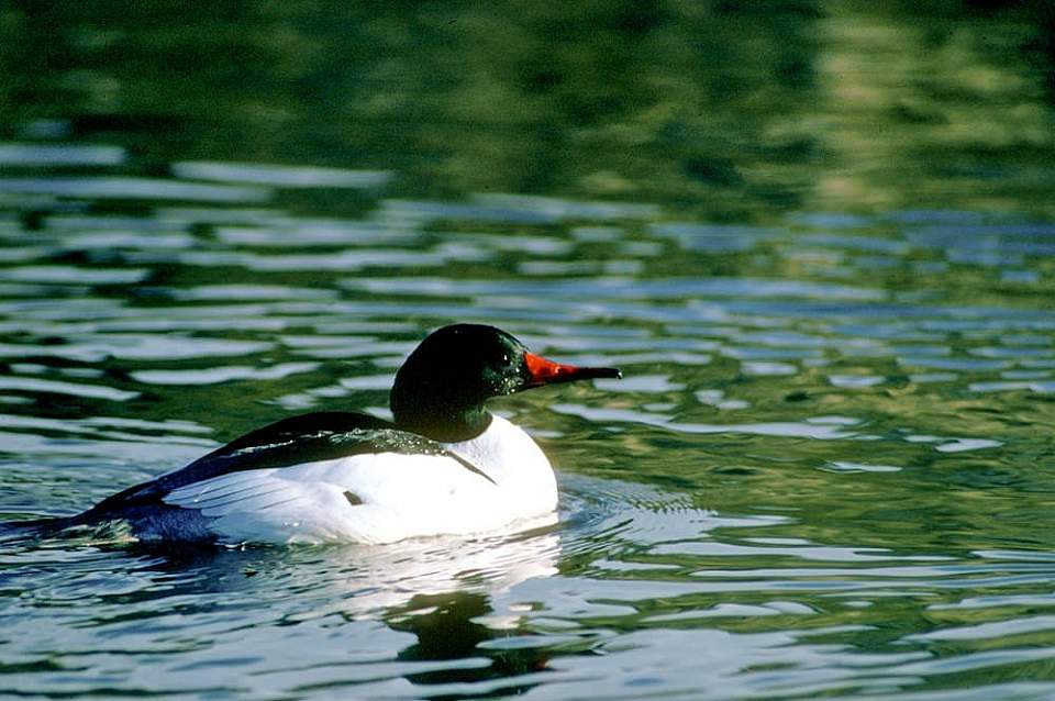 Alaska species birds common merganser