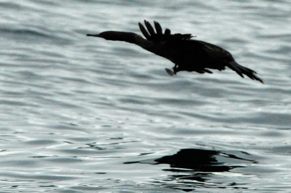 Alaska species birds cormorant pelagic 1249