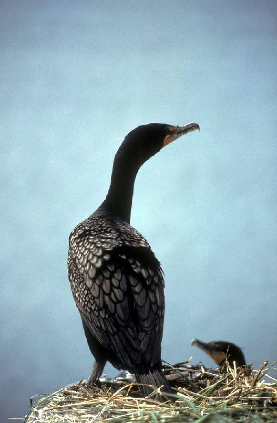 Alaska species birds double crested cormorant by Donna Dewhurst