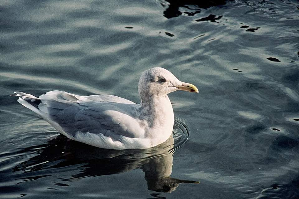 Alaska species birds glaucous winged gull