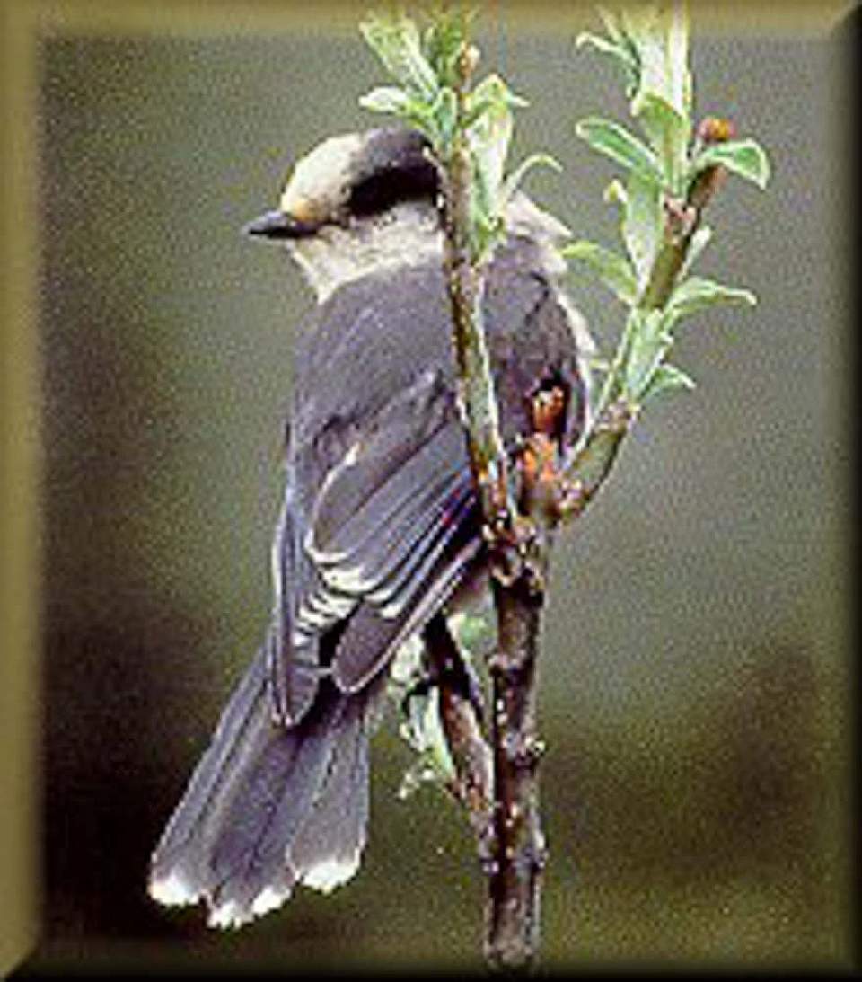 Alaska species birds gray jay