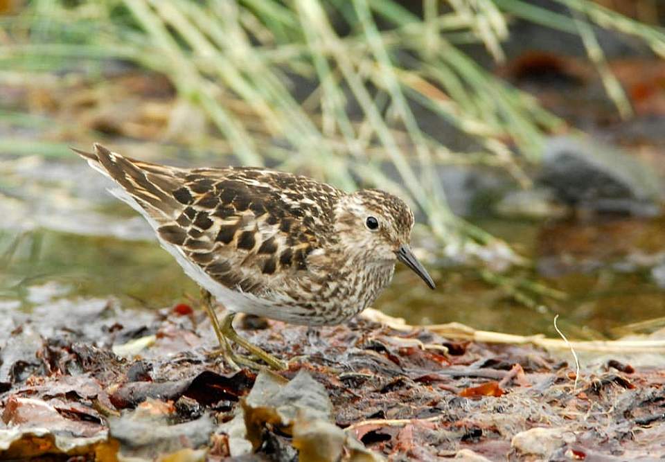 Alaska species birds least sandpiper 1464