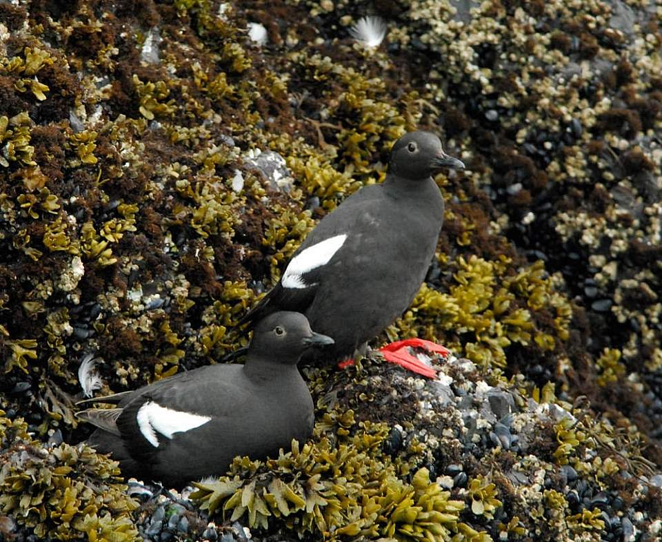 Alaska species birds pigeon guillemots 4 2325
