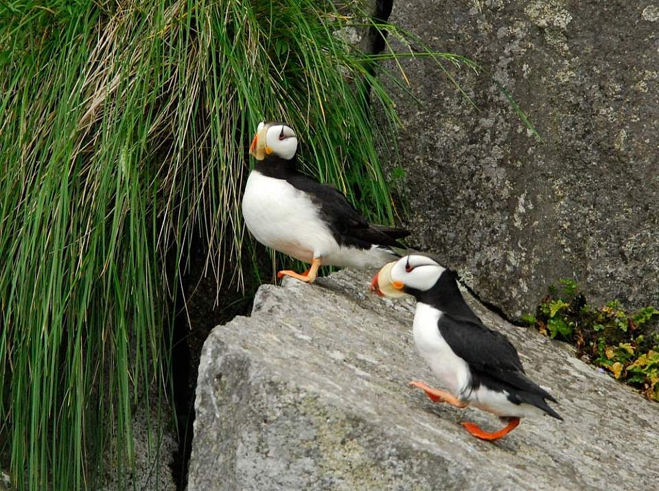 Puffins are nicknamed “sea parrots” – and sometimes “clowns of the sea“!