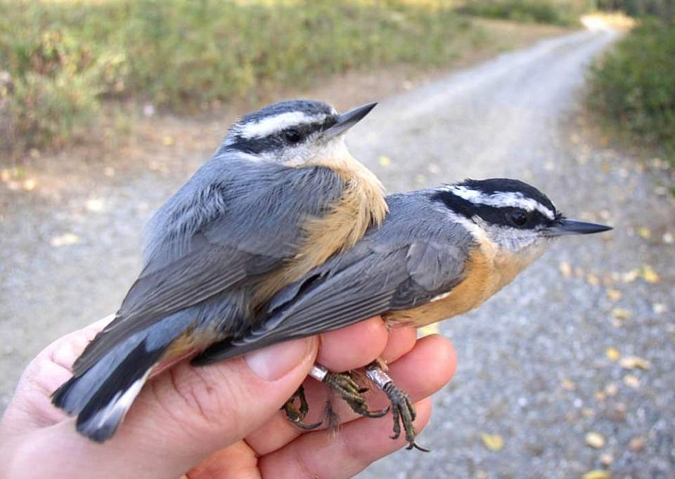 Alaska species birds red breasted nuthatches