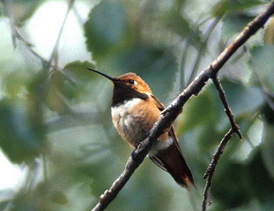 Alaska species birds rufous hummingbird
