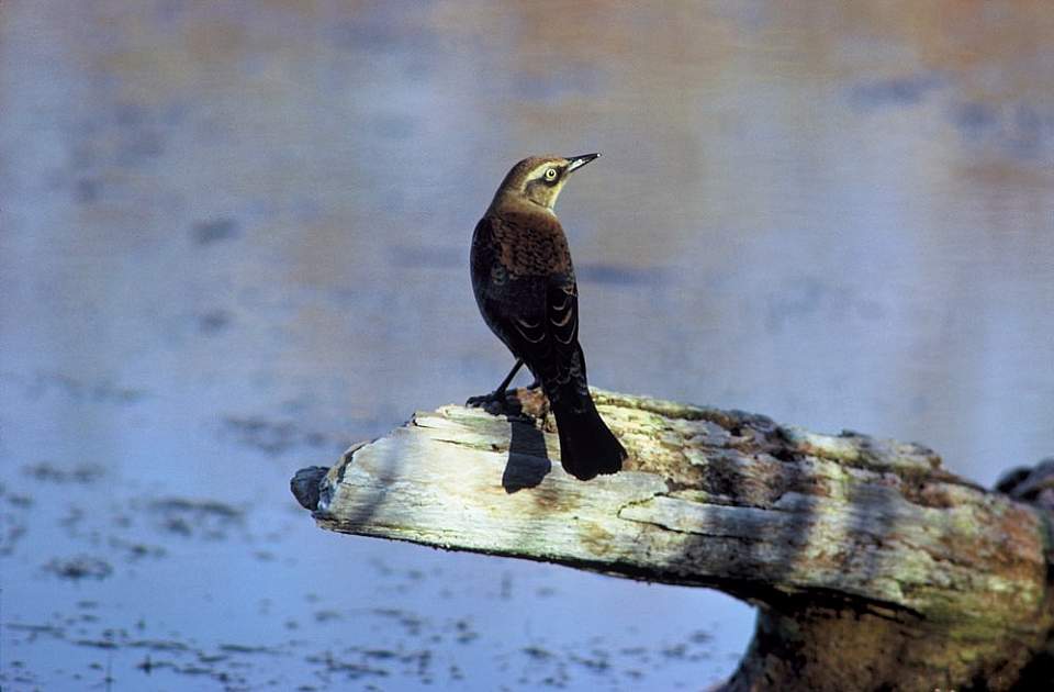 Alaska species birds rustyblackbird by Dave Menke