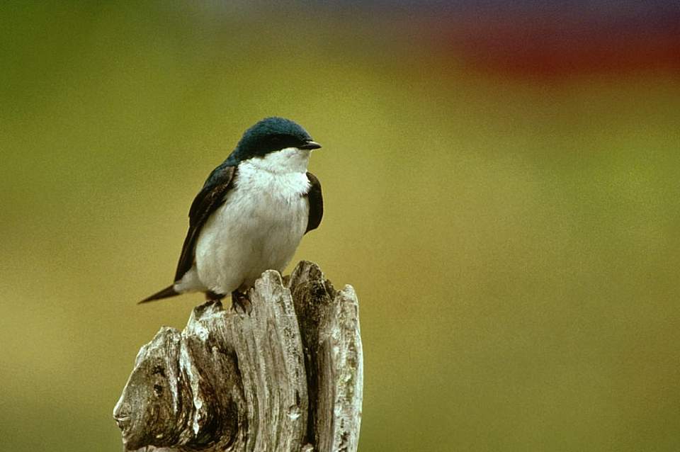 Alaska species birds tree swallow