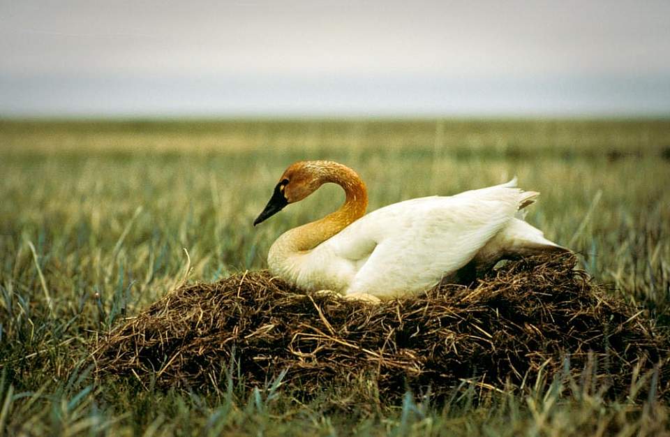 Alaska species birds tundra swan on nest