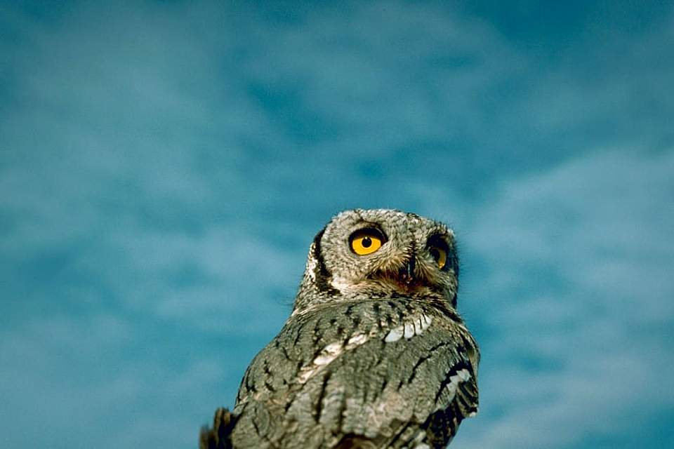 Alaska species birds western screech owl
