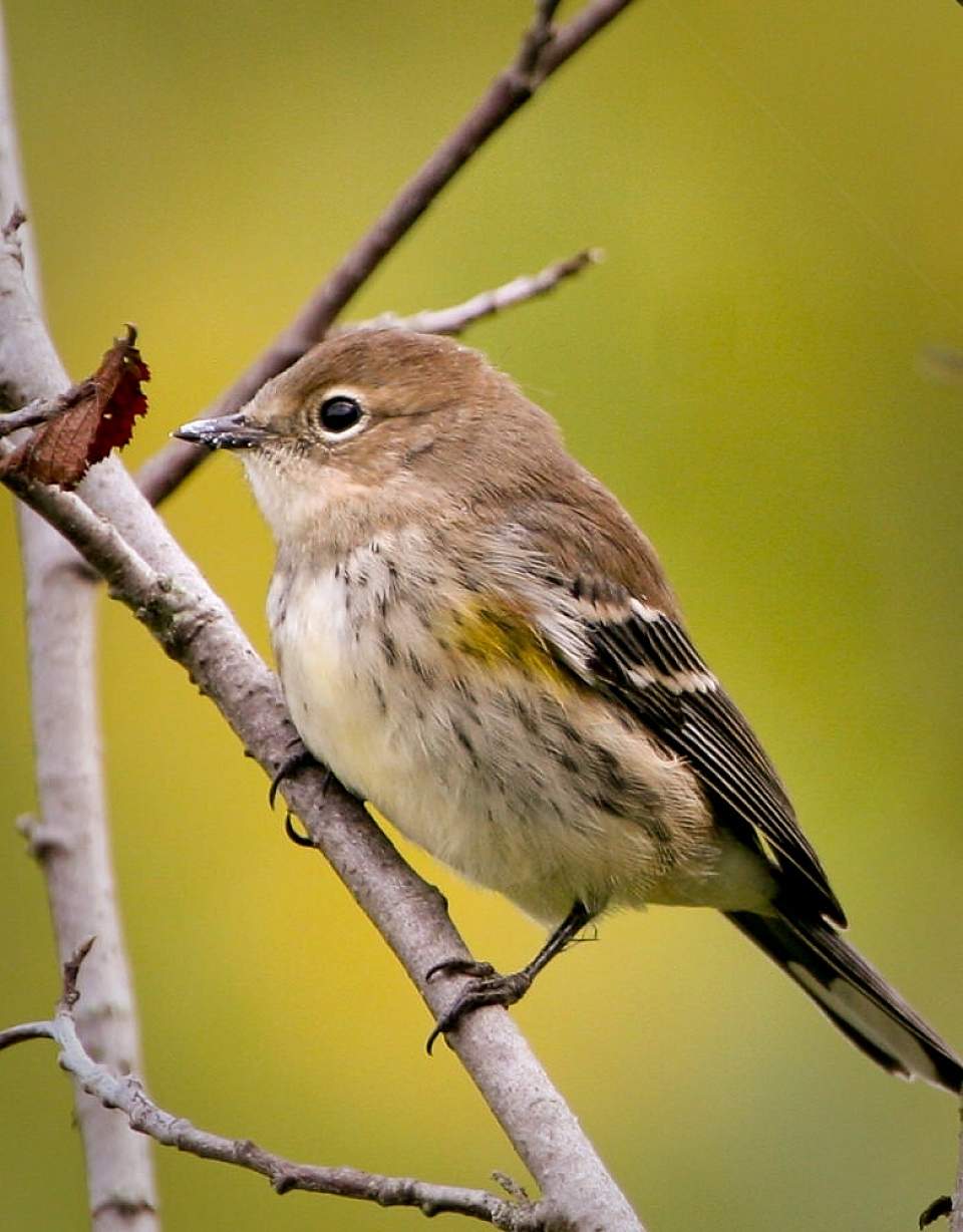 Alaska species birds yellow rumped warbler