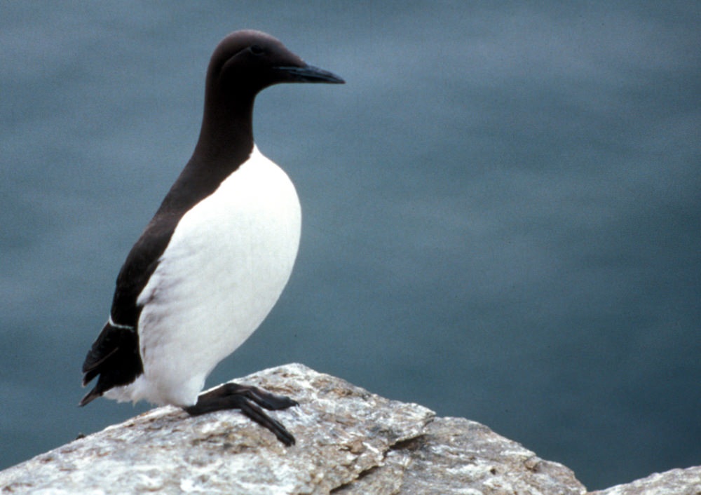 What is the Bird of Alaska