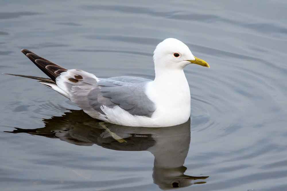 Mew Gull | ALASKA.ORG