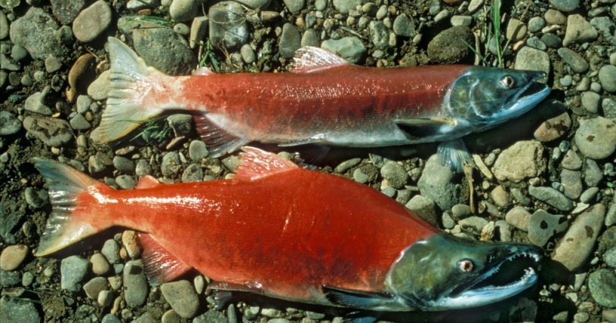Sockeye Salmon (Red)