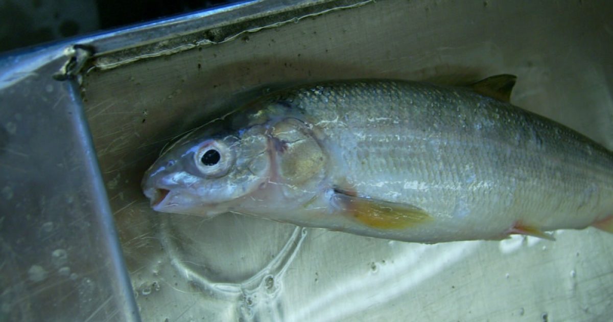 Alaska Whitefish Fishing Spots