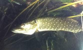 Alaska species fish 22dd0784 c690 409c ae4c 8d79b67b4678