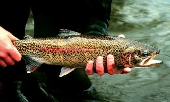 Alaska species fish rainbow trout 2