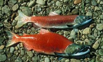 Alaska species fish sockeye salmon