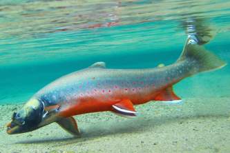 Alaska fish Nome Male Dolly Ben Rowe Ben Rowe