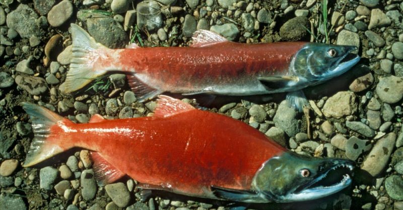 Discover the Allure of Sockeye Salmon: The Red Gold of Alaska