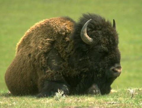 Bison