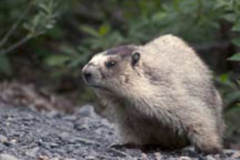 Alaska Marmot