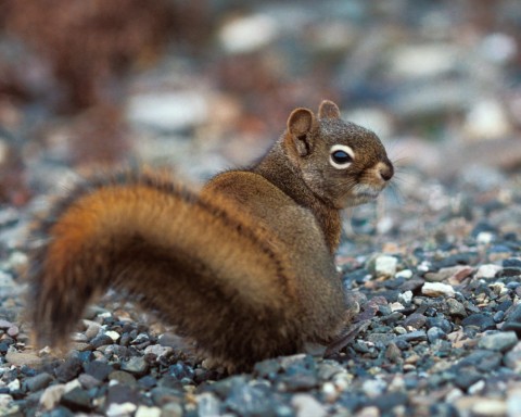 Red Squirrel