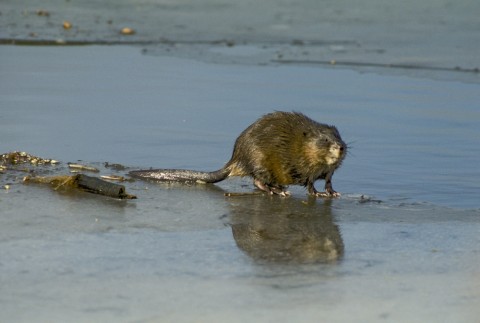 Muskrat