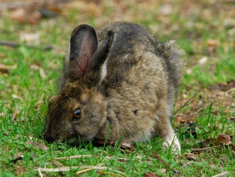 Snowshoe Hare