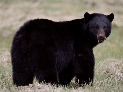 Black Bear