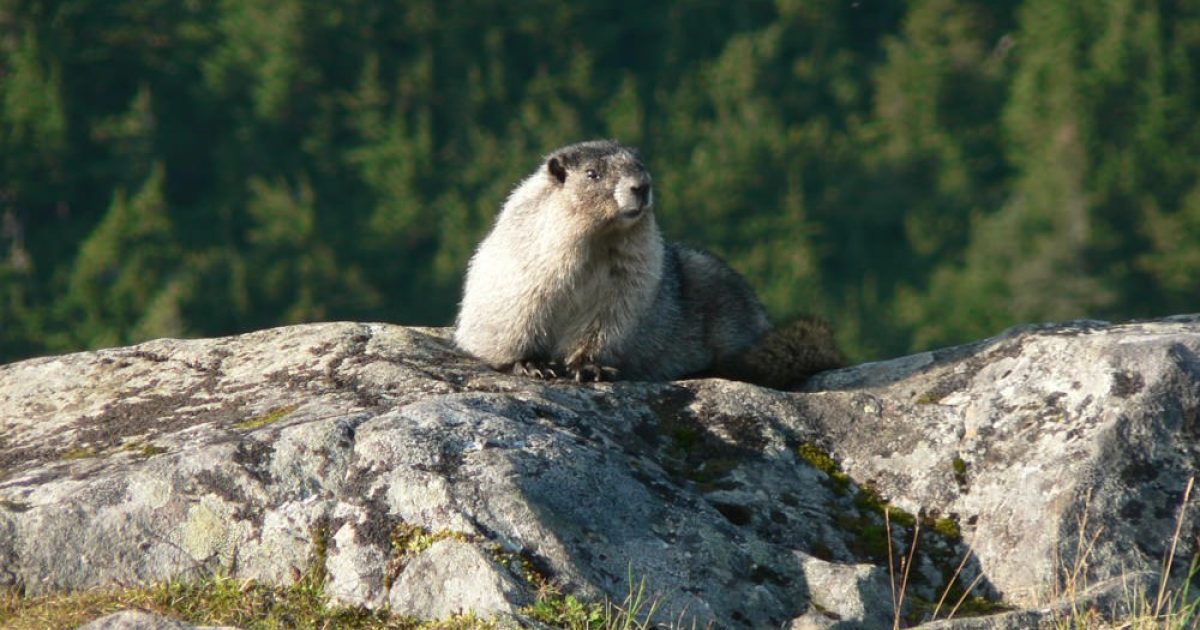 Alaska's Pika Township & Marmot Village