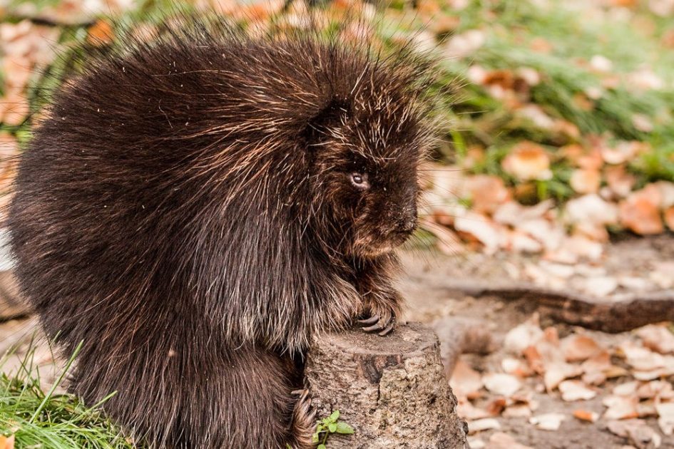 Planet Alaska: Gifts from the porcupine