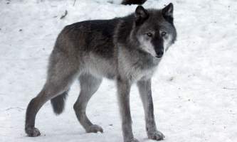Alaska species land mammals1147917354 img 9398 John Gomes 2000 2011