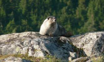 Alaska species land mammals ADFG Jamie Karnik Marmoton Rock JNU