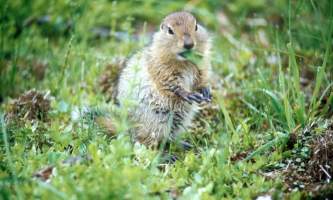 Alaska species land mammals Arctic Ground Squirrel